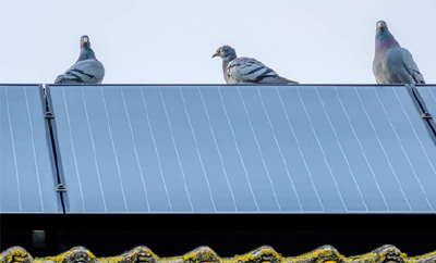 Are Critters Nesting Under Your Solar Panels?